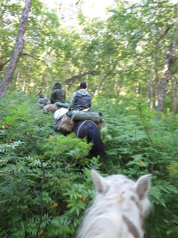 Камчатка - любовь моя. Осторожно, куча фото)