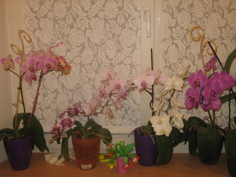 Мои орхидейки