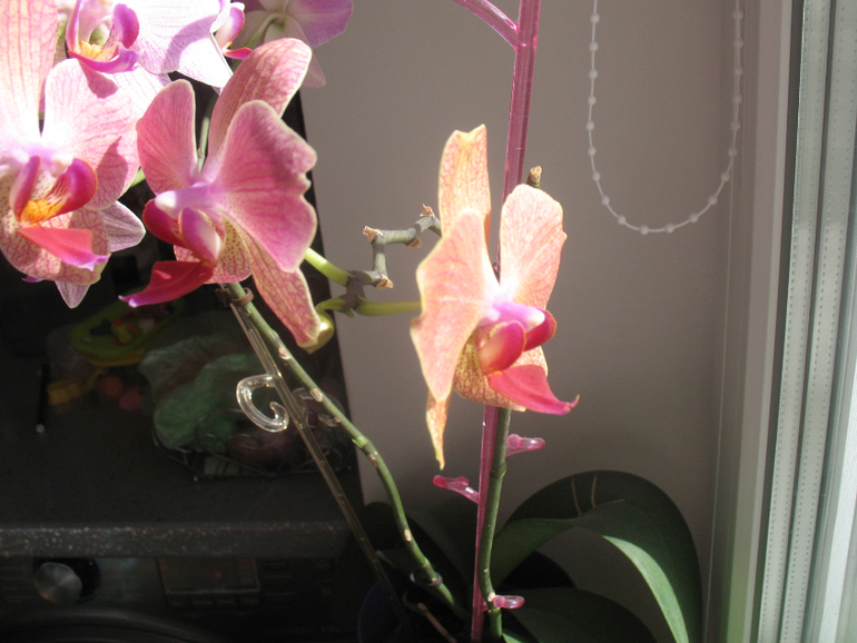 Мои орхидейки