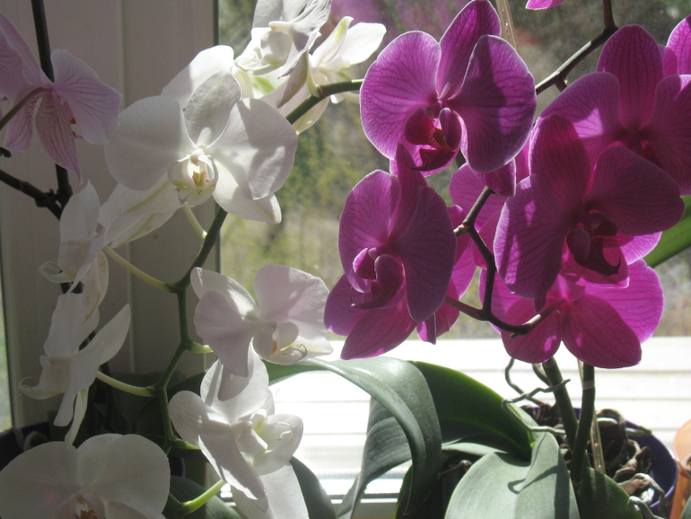 Мои орхидейки