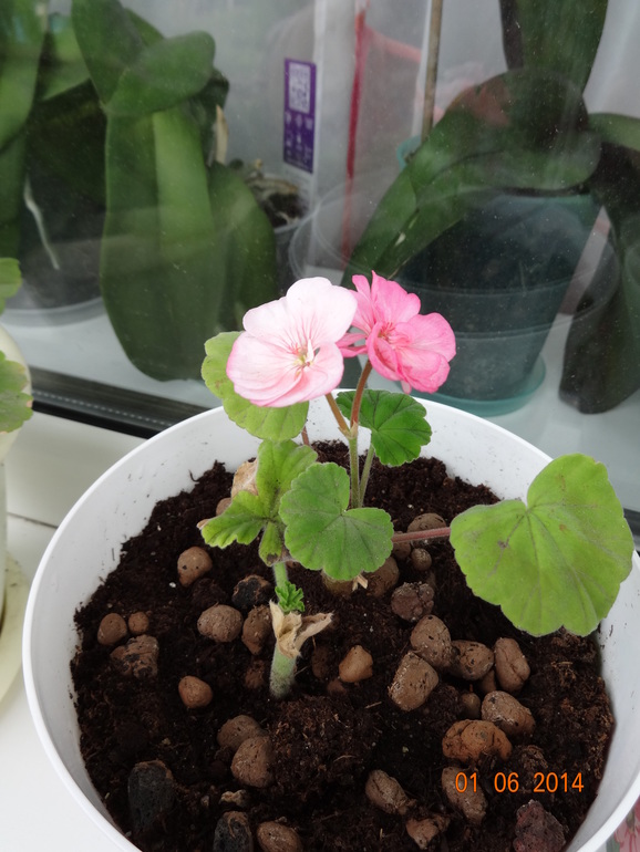 ЗАЦВЕТАЕТ МОЙ БАЛКОН