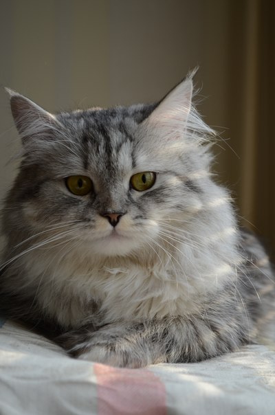 Моя девочка любимая)