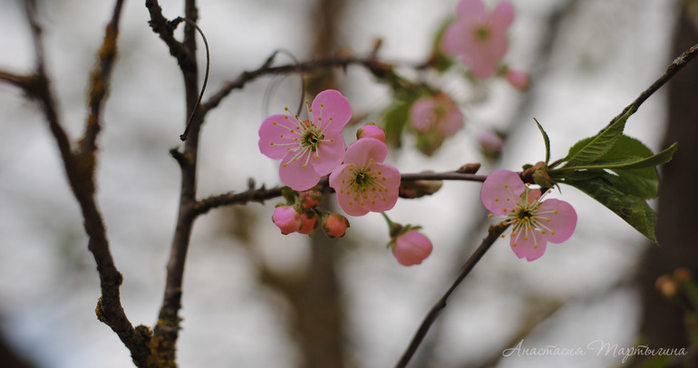 Контрольное задание № 28. Меняем цвет объекта на фотографии с помощью кривых