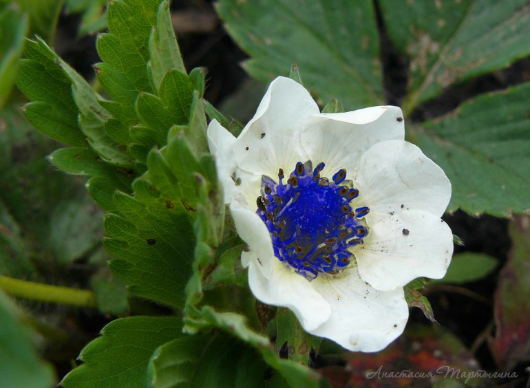 Контрольное задание № 20. Меняем цвет в Photoshop