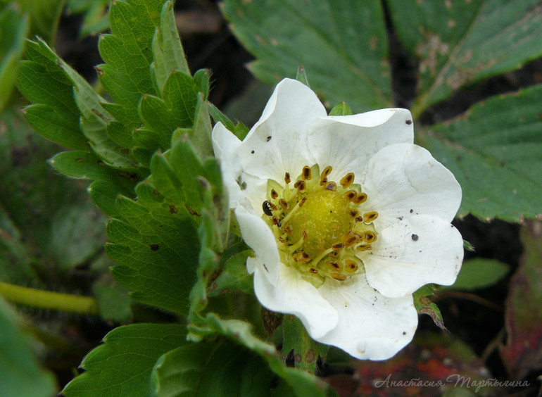 Контрольное задание № 20. Меняем цвет в Photoshop