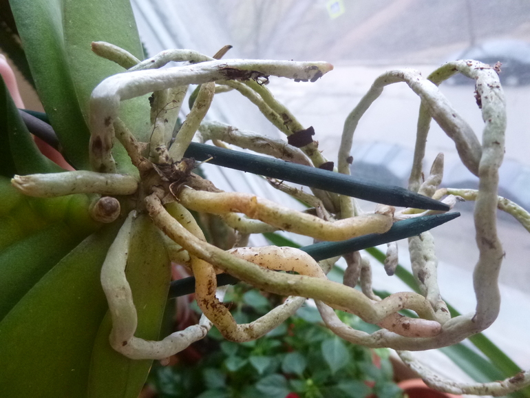 Есть что живое?