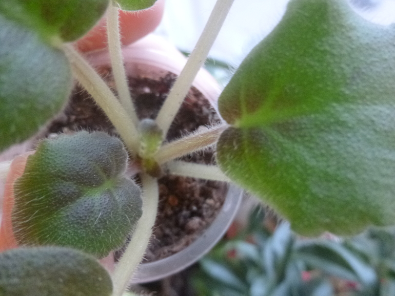 Что с листьями у фиалки?