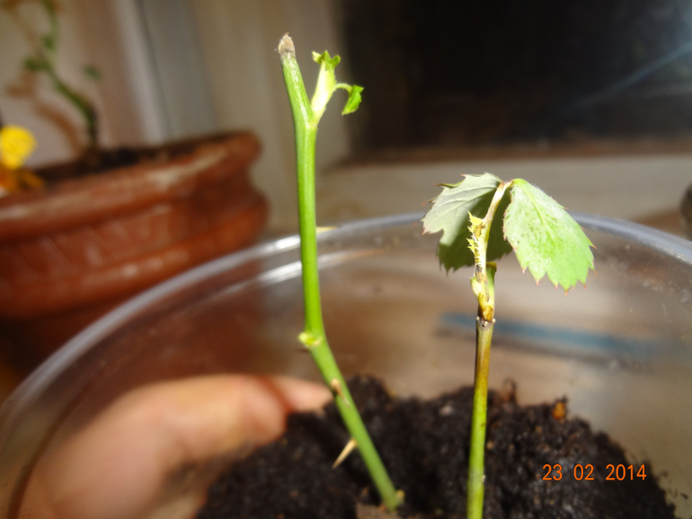 вопрос по розе