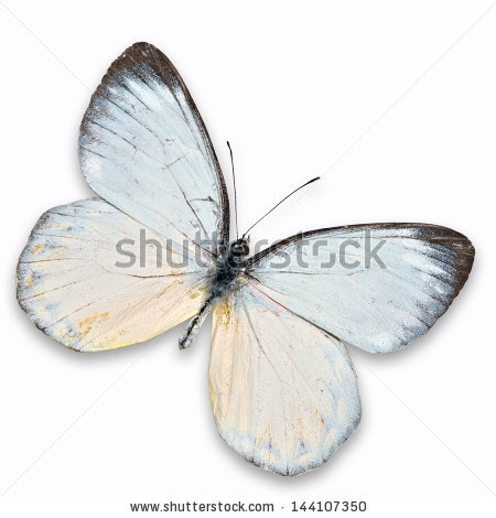 Бабочка в коридор.