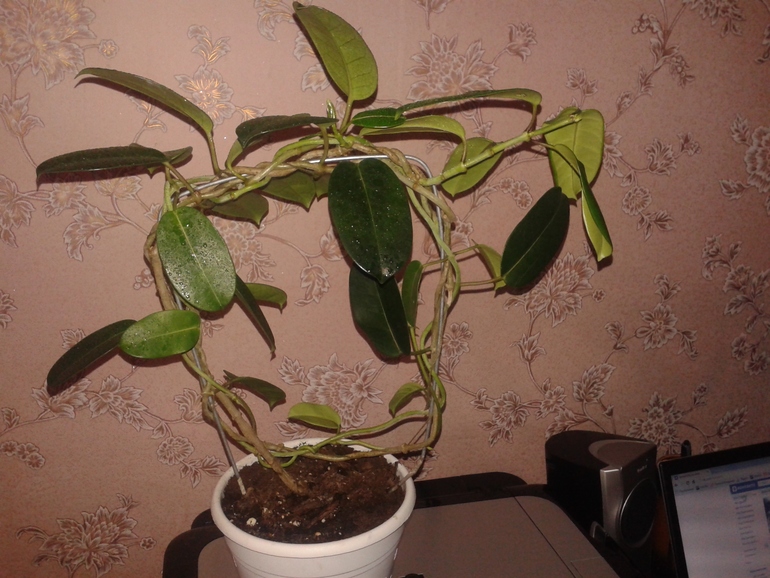 Хочет меня порадовать на 8 матра?)))