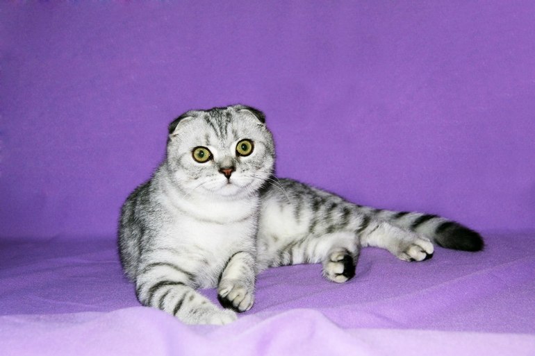 Девочки посоветуйте пожалуйста кота на вязку