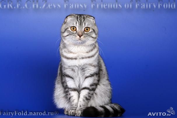 Девочки посоветуйте пожалуйста кота на вязку