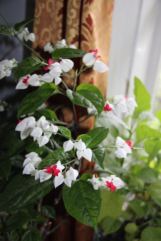 Помогите опознать