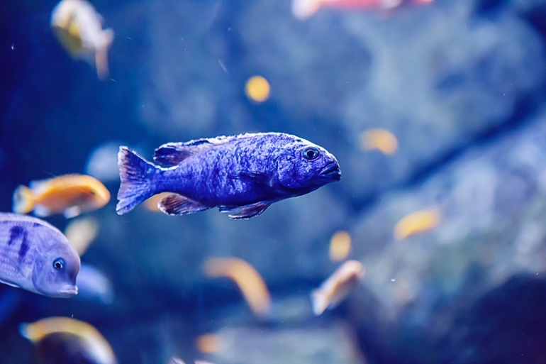 Океанариум 2013-10-26