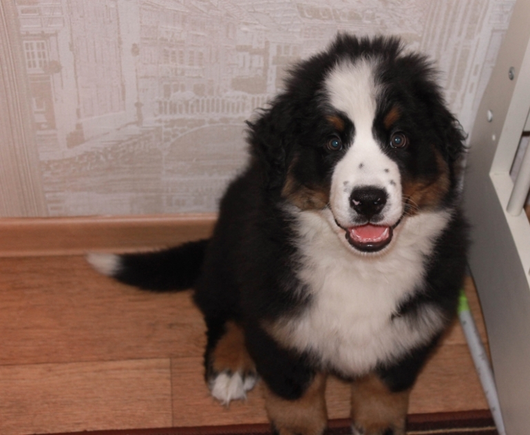 Даете ли вы своей собачке рубец и прочие субпродукты?