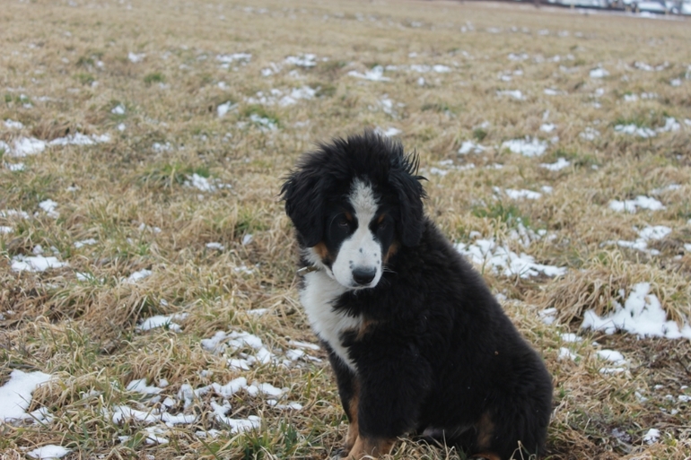 Общественный транспорт и собака.