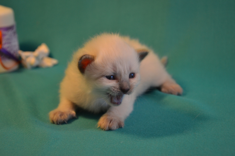 Наши малыши