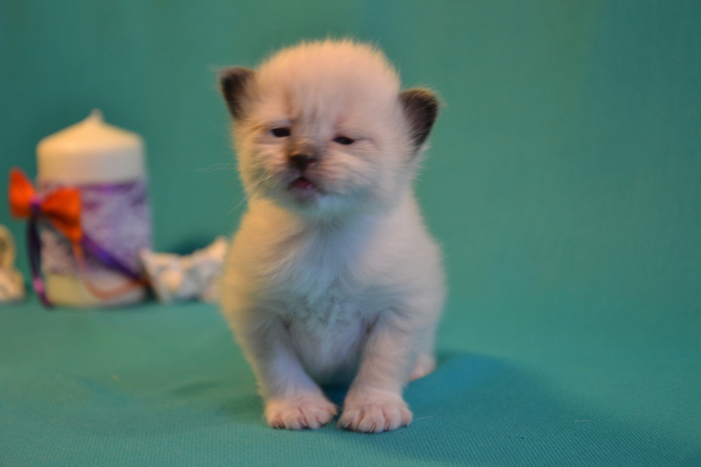 Наши малыши