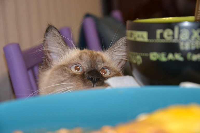 Моя любимая кошечка