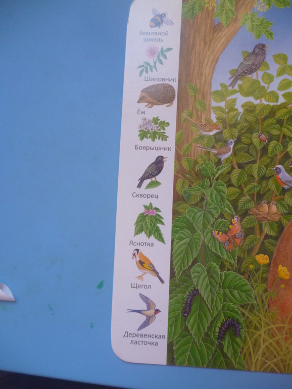 Первые книги малыша. Учим новые слова (бюджетные гляделки, много фото)