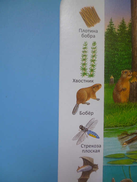 Первые книги малыша. Учим новые слова (бюджетные гляделки, много фото)