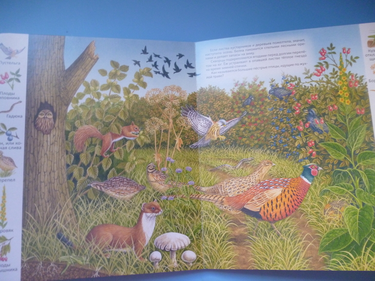 Первые книги малыша. Учим новые слова (бюджетные гляделки, много фото)