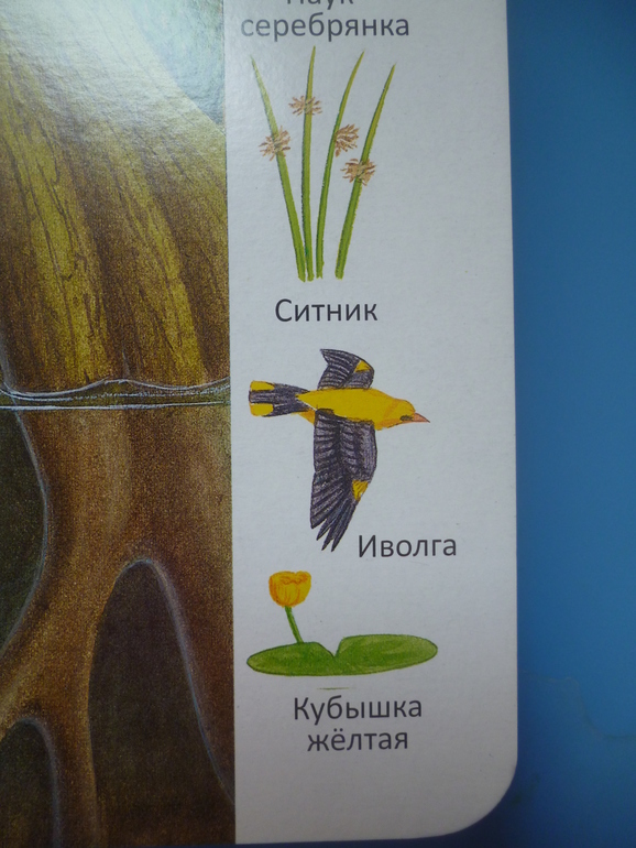 Первые книги малыша. Учим новые слова (бюджетные гляделки, много фото)