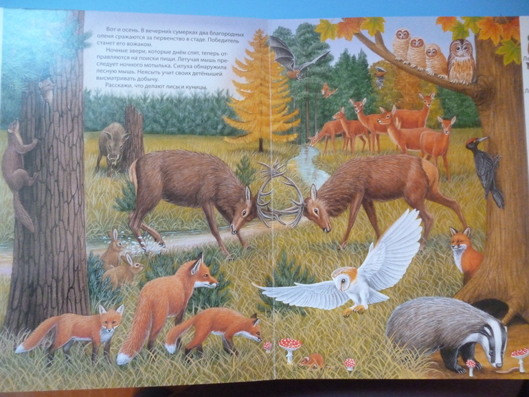 Первые книги малыша. Учим новые слова (бюджетные гляделки, много фото)