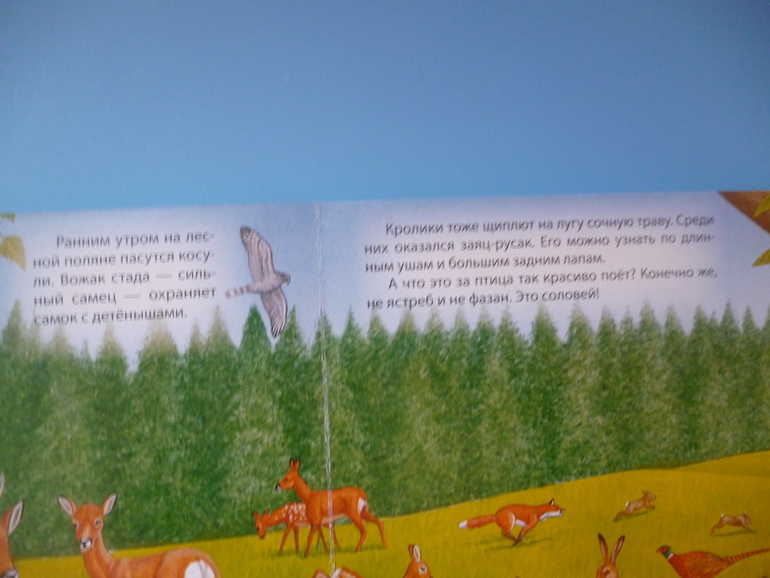 Первые книги малыша. Учим новые слова (бюджетные гляделки, много фото)