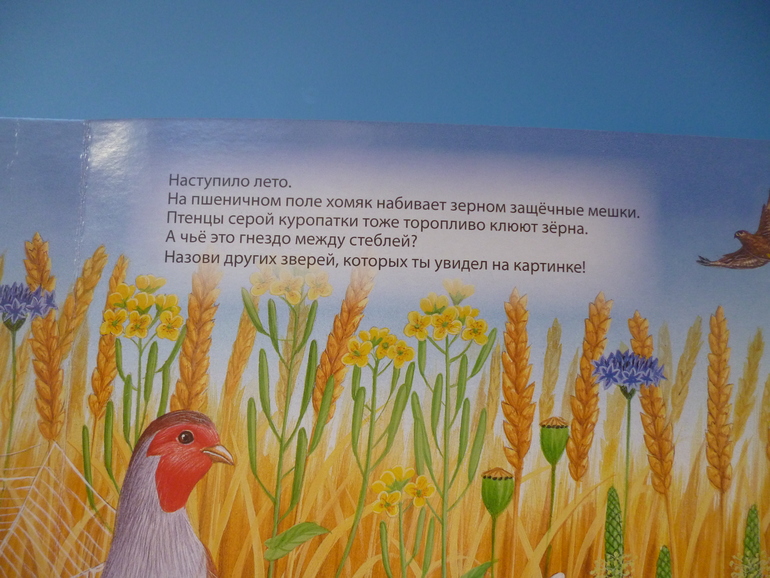 Первые книги малыша. Учим новые слова (бюджетные гляделки, много фото)