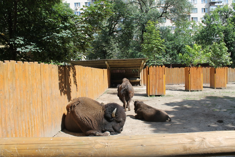 Киевский зоопарк)