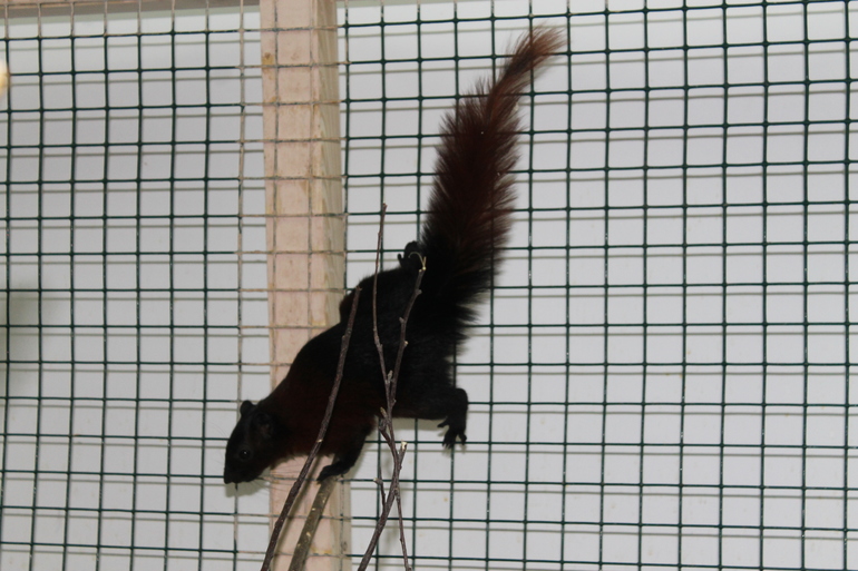 Сходили в контактный зоопарк