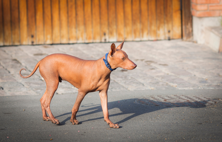 Мой маленький перуанец))