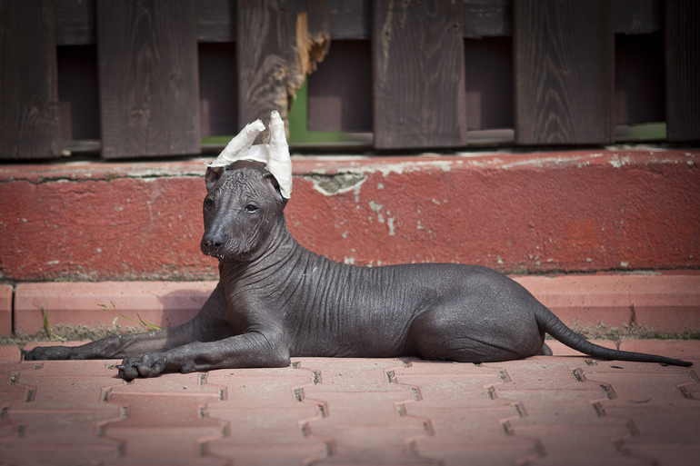 Наши ксолята))