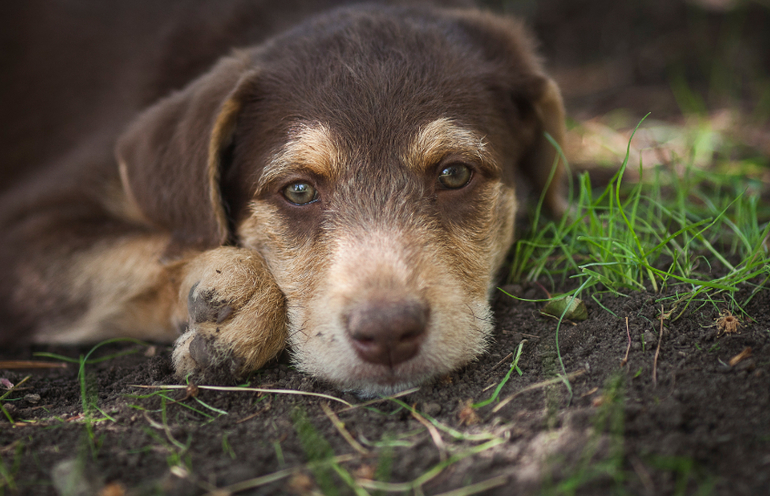 Бьюти Браун