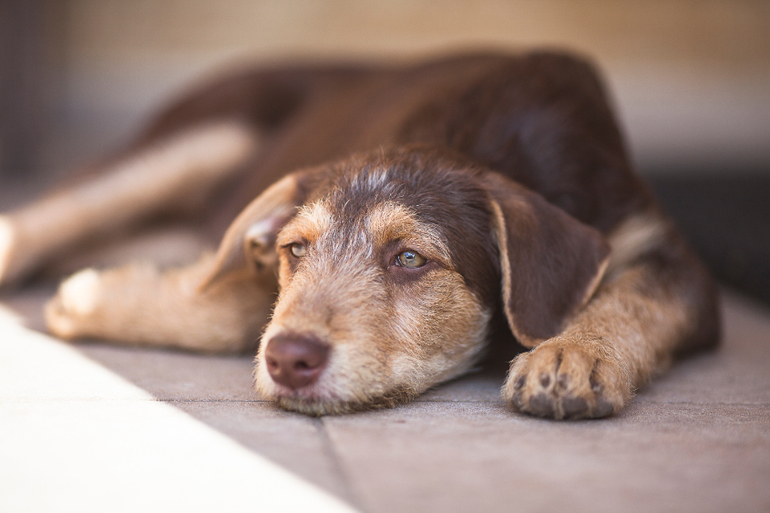 Пуховочка Бьюти Браун ждет своих родителей))