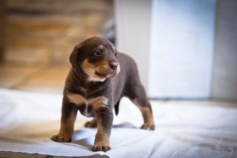 Пуховая шоколадка породы Ксолоитцкуинтли