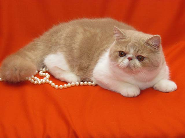 Девочки! Как сделать игрушку для кошки?