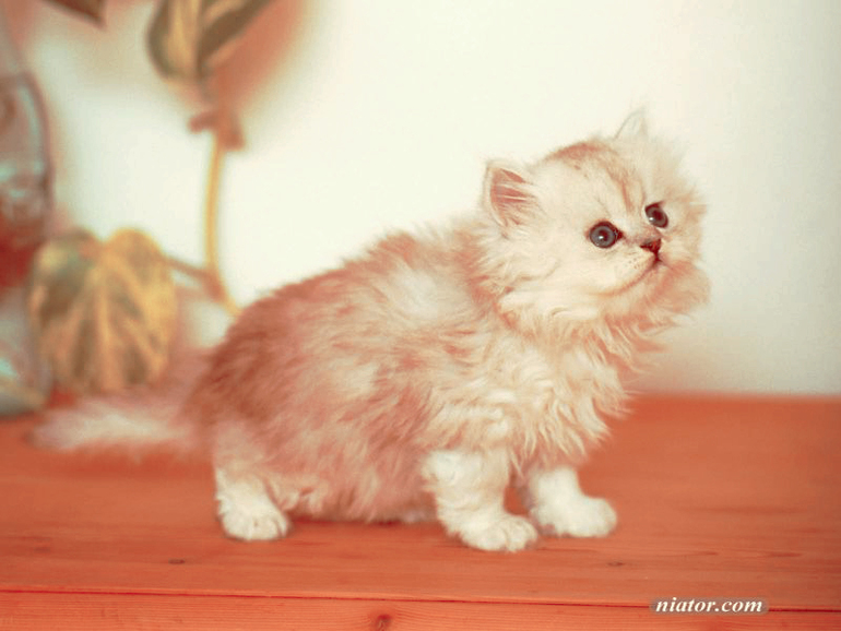 Контрольное задание №46 " Светло-красный эффект"