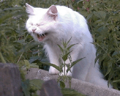 d7ff3293a056fb2213c11ce8274cdfa2.gif