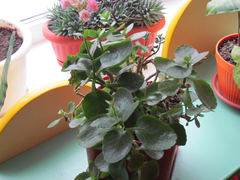 Что за цветочки у нас в д/с?