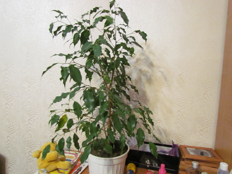 Прищипнуть, обрезать или еще чего?!