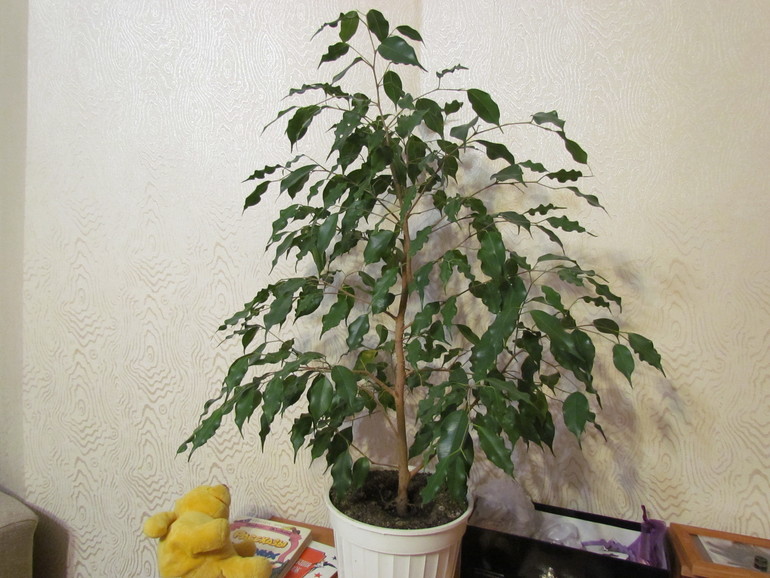 Прищипнуть, обрезать или еще чего?!