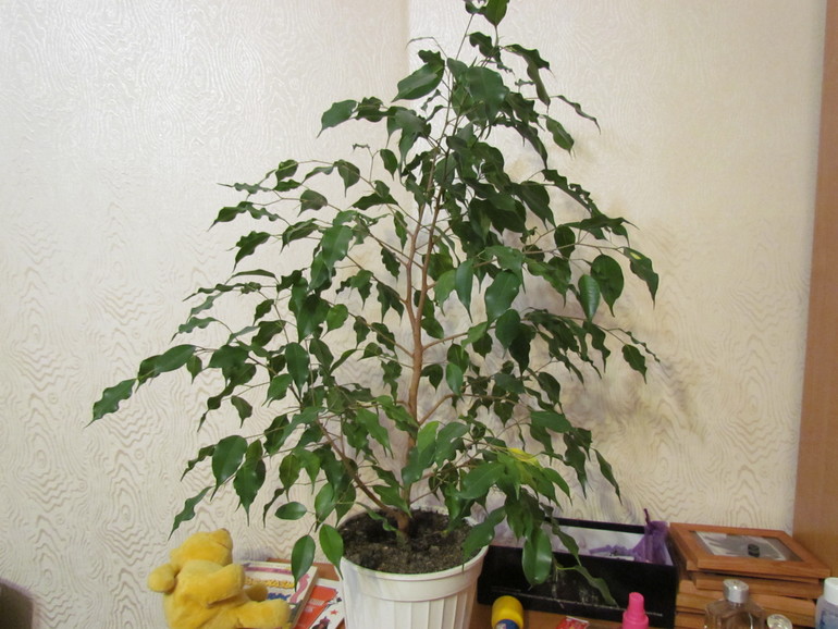 Прищипнуть, обрезать или еще чего?!