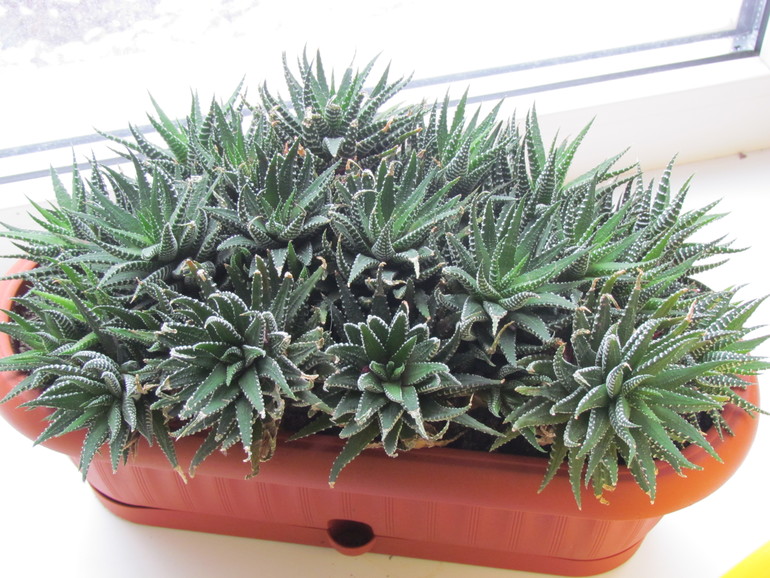 Что за цветочки у нас в д/с?