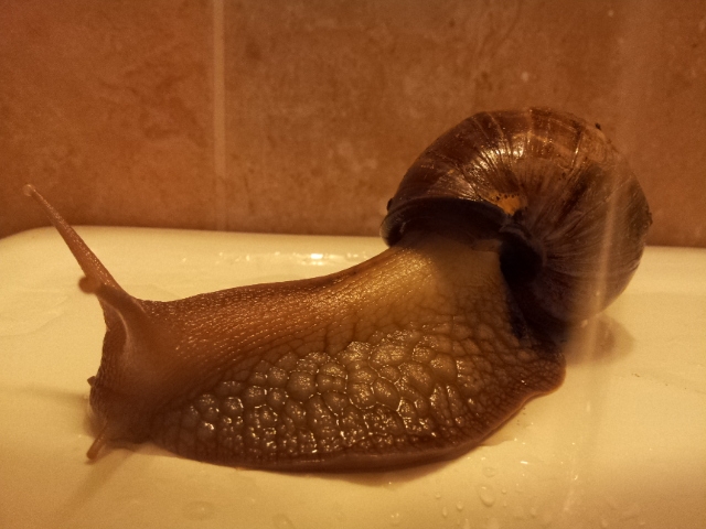 Ещё один питомец - Ахатина!!!вопрос внутри!!