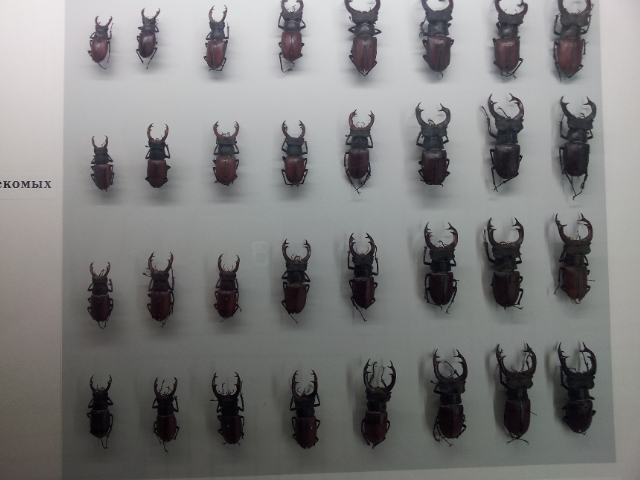 Музей Дарвина - мы там были - смотрите фото)))