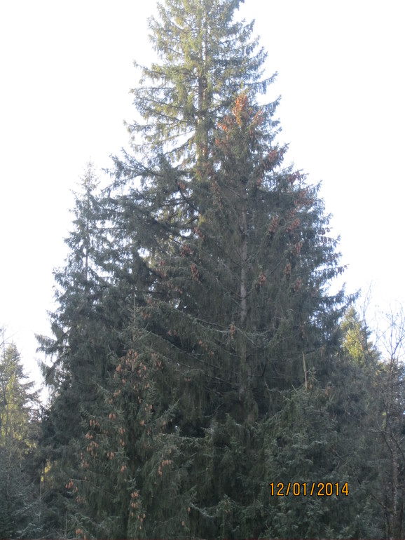 Рождественские каникулы. Карпаты. Часть 2