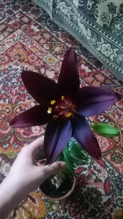 Долгожданное цветение лилии