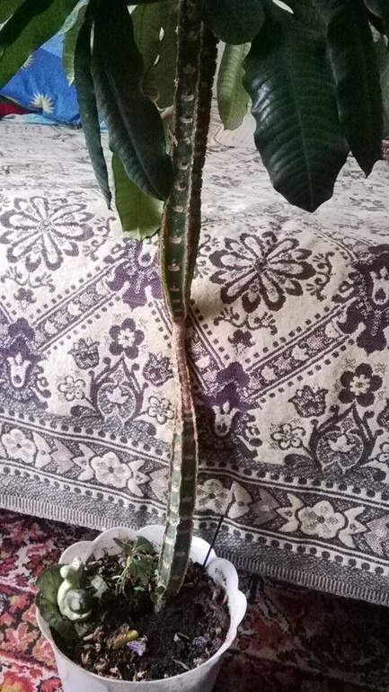 Чудо-юдо молочай